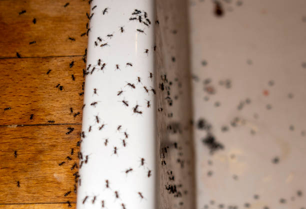 Best Residential Pest Control  in Rendon, TX