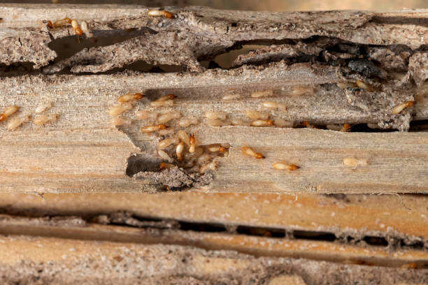Best Commercial Pest Control Services  in Rendon, TX