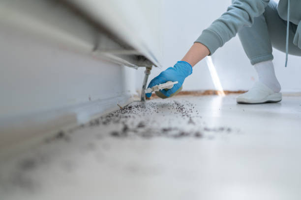 Best Rat Extermination Near Me  in Rendon, TX